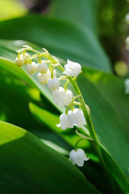 Close-up of white flowering plant