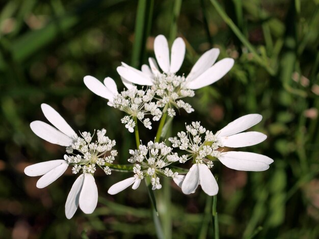 Close-up of white flowering plant