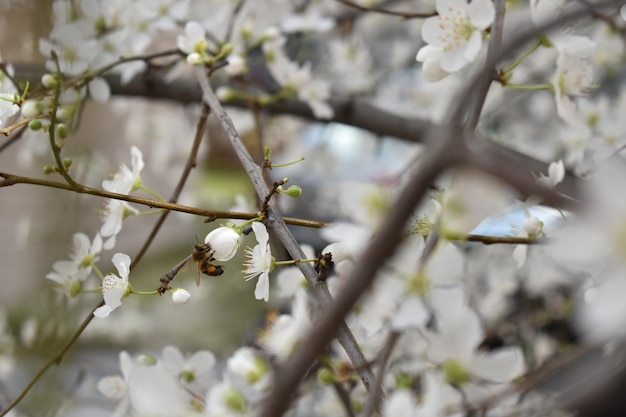 白い花の植物のクローズアップ