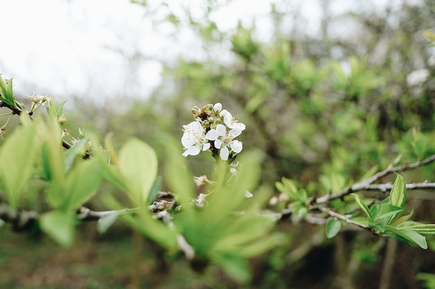 Foto prossimo piano di una pianta a fiori bianchi