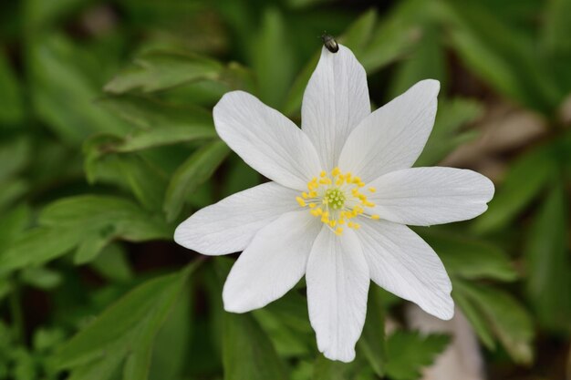 Close-up of white flowering plant