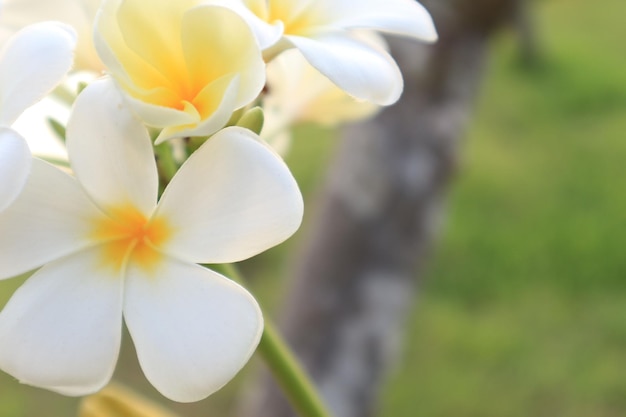 白い花の植物のクローズアップ