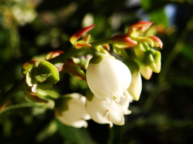 Foto prossimo piano di una pianta a fiori bianchi