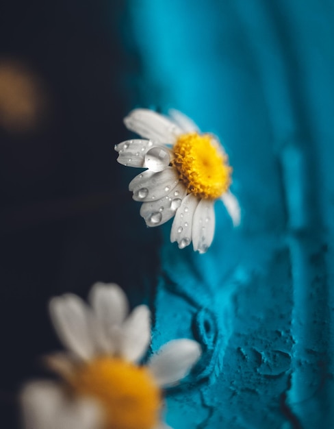 Photo close-up of white flowering plant