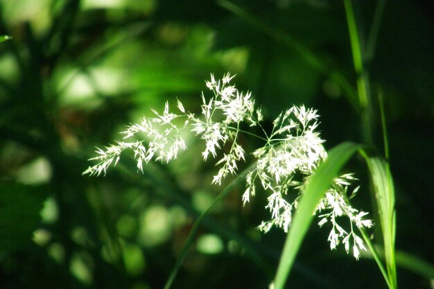 Close-up of white flowering plant