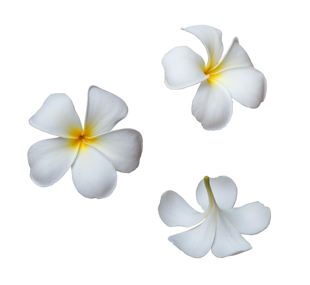 白い花の植物のクローズアップ