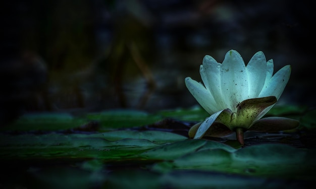 Foto prossimo piano di una pianta a fiori bianchi