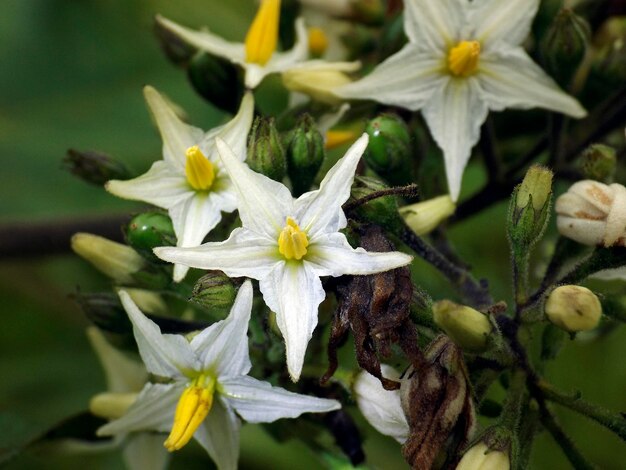 Close-up of white flowering plant