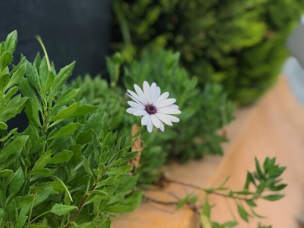 Foto prossimo piano di una pianta a fiori bianchi