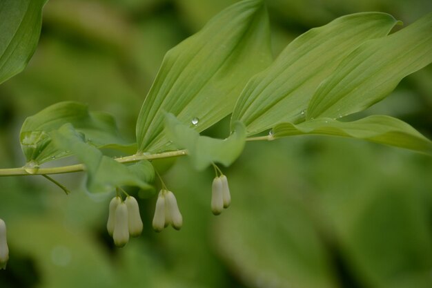 Close-up of white flowering plant