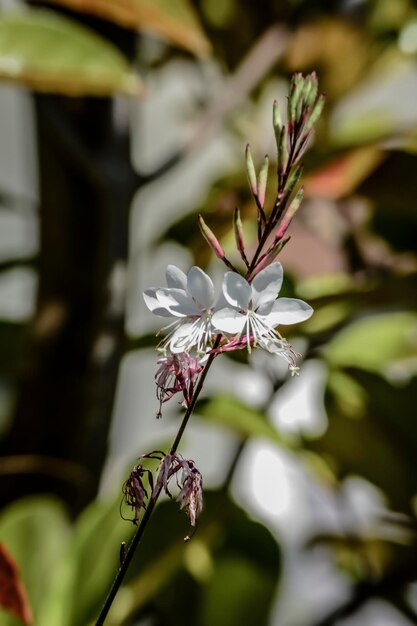 Foto prossimo piano di una pianta a fiori bianchi