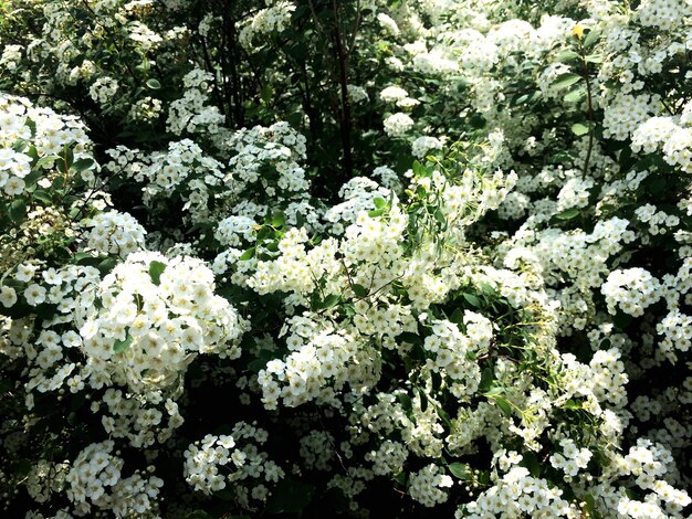 Photo close-up of white flowering plant