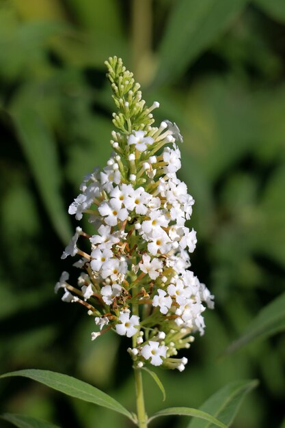 Photo close-up of white flowering plant