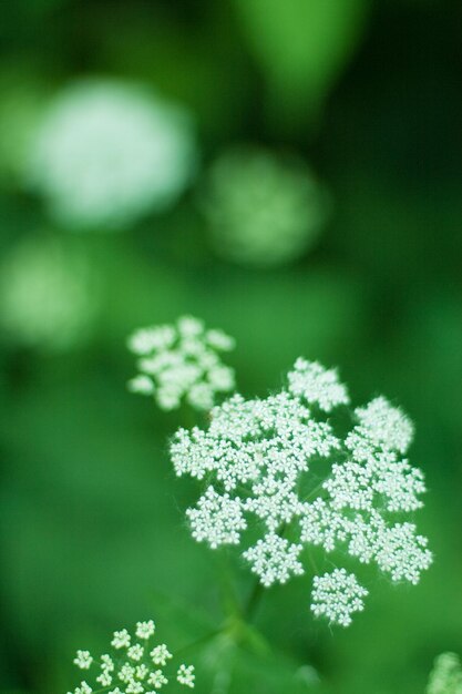 Close-up of white flowering plant