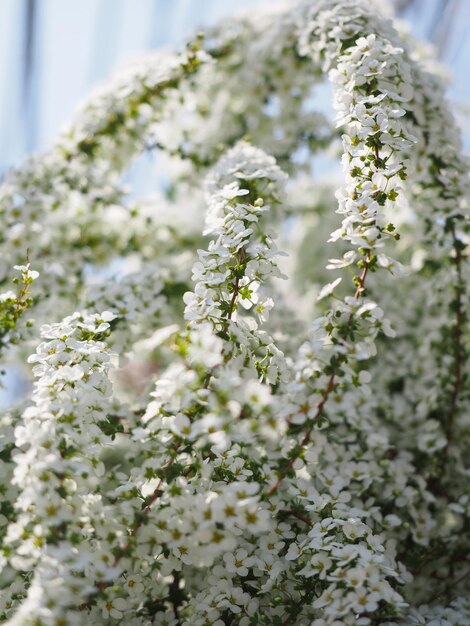 Foto prossimo piano di una pianta a fiori bianchi