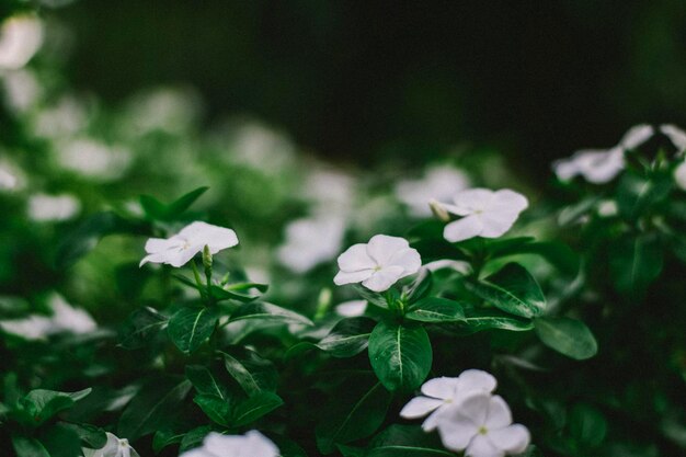 Close-up of white flowering plant