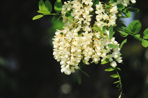 白い花の植物のクローズアップ