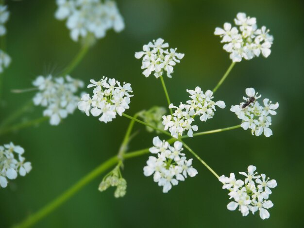 白い花の植物のクローズアップ