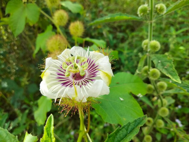 Close-up of white flowering plant