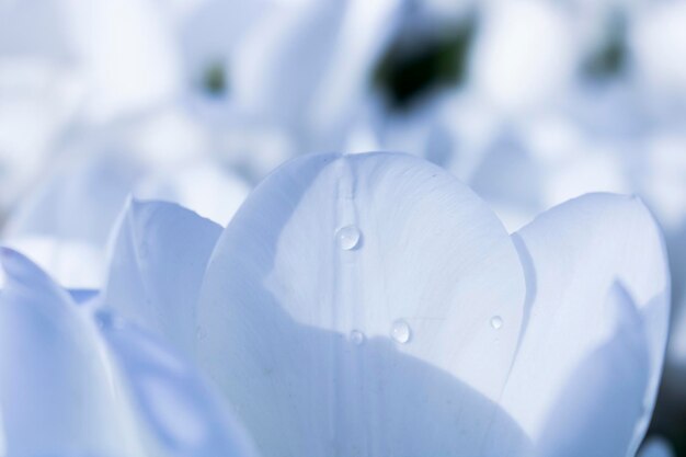 Photo close-up of white flowering plant