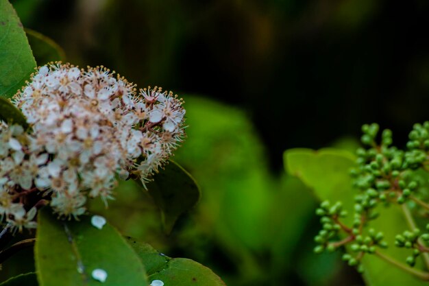 Foto prossimo piano di una pianta a fiori bianchi