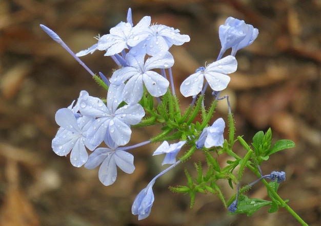 Foto prossimo piano di una pianta a fiori bianchi