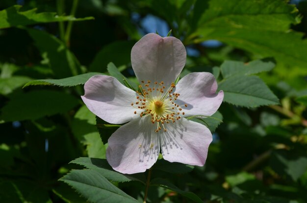 Foto prossimo piano di una pianta a fiori bianchi