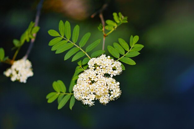 Foto prossimo piano di una pianta a fiori bianchi