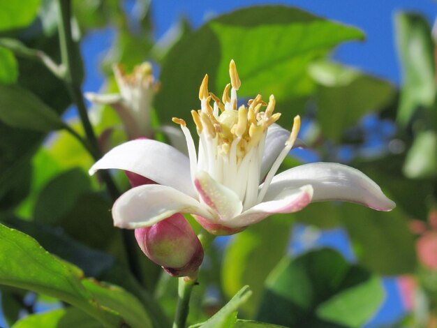 Photo close-up of white flowering plant