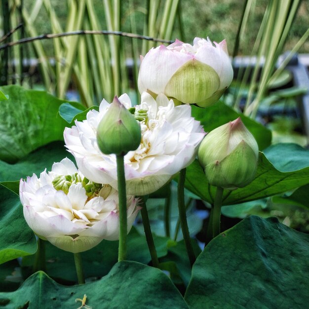 Photo close-up of white flowering plant