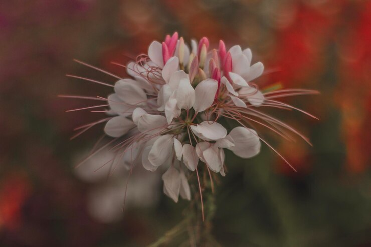 Photo close-up of white flowering plant