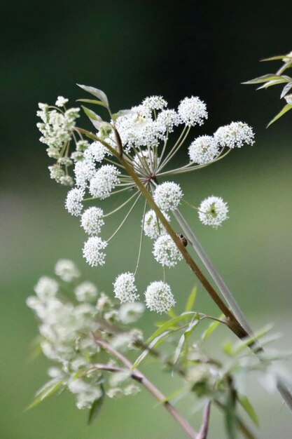 Close-up of white flowering plant