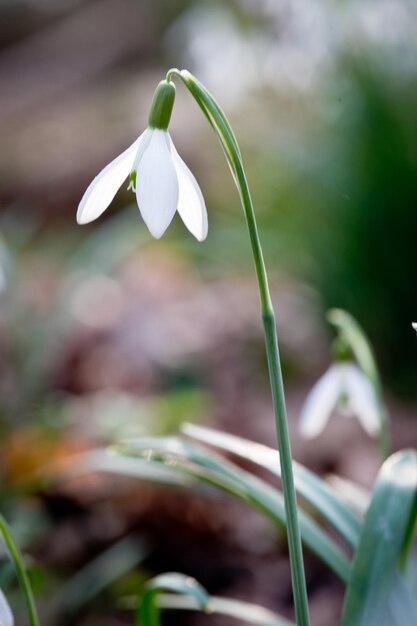 Photo close-up of white flowering plant