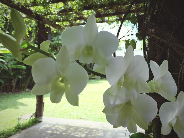 Close-up of white flowering plant