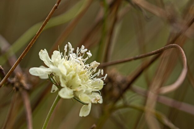 Photo close-up of white flowering plant