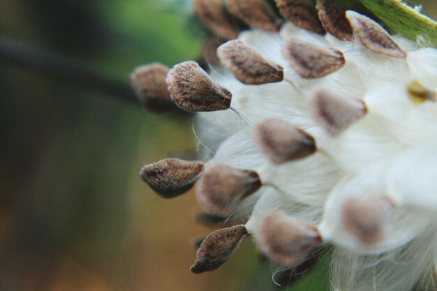 Foto prossimo piano di una pianta a fiori bianchi