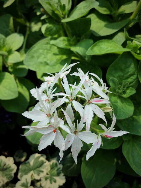 Foto prossimo piano di una pianta a fiori bianchi