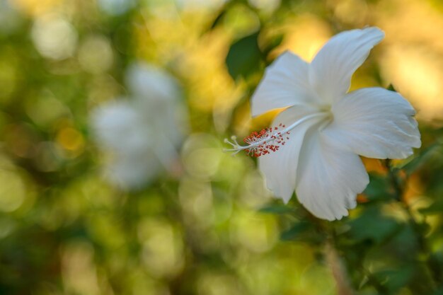 Close-up of white flowering plant