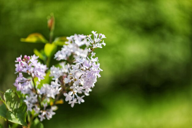 Foto prossimo piano di una pianta a fiori bianchi