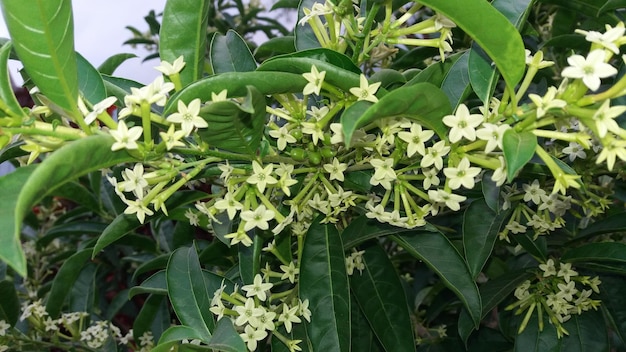 Foto prossimo piano di una pianta a fiori bianchi