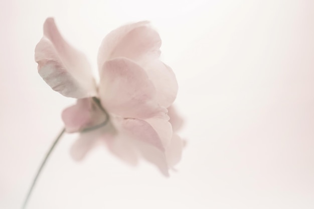 Photo close-up of white flowering plant