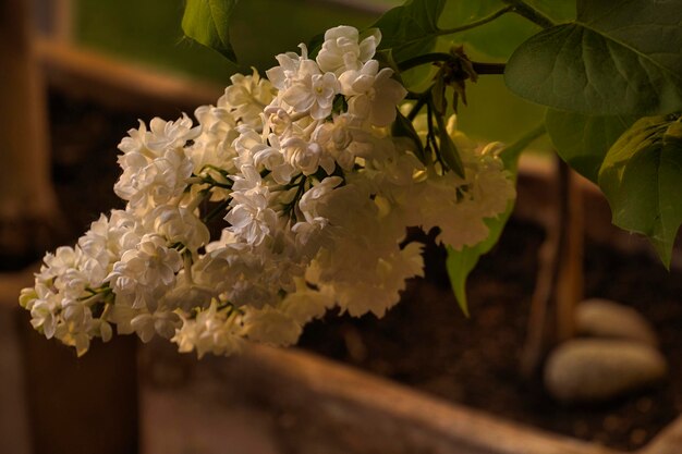 Foto prossimo piano di una pianta a fiori bianchi