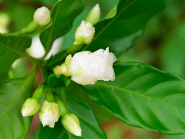 Photo close-up of white flowering plant