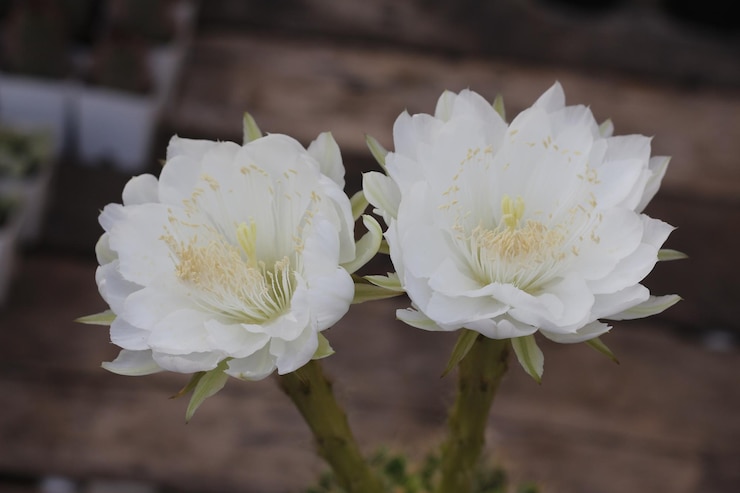 Photo 白い花を ⁇ かせる植物のクローズアップ