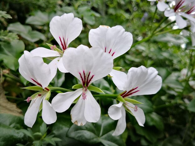 Foto prossimo piano di una pianta a fiore bianca