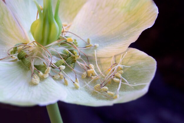 白い花を ⁇ かせる植物のクローズアップ