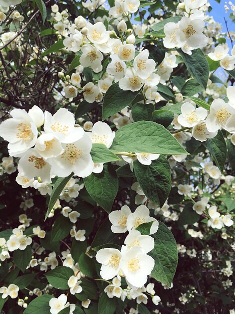 Close-up of white flowering plant