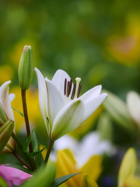 Photo close-up of white flowering plant