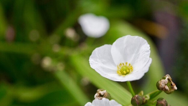 Close-up of white flowering plant