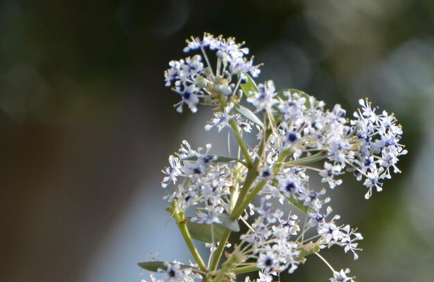 白い花の植物のクローズアップ